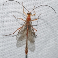 Unidentified Parasitic wasp (numerous families) at Freshwater Creek, VIC - 11 Feb 2024 by WendyEM