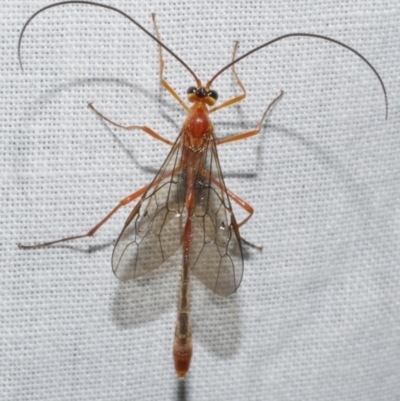 Ichneumonidae (family) at WendyM's farm at Freshwater Ck. - 11 Feb 2024 by WendyEM