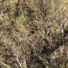 Petroica phoenicea (Flame Robin) at Namadgi National Park - 1 Apr 2024 by VanceLawrence