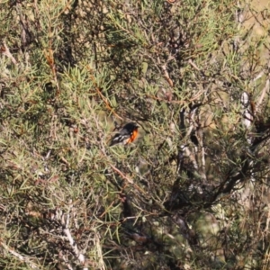 Petroica phoenicea at Namadgi National Park - 1 Apr 2024 08:40 AM