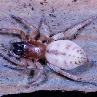 Clubiona sp. (genus) (Unidentified Stout Sac Spider) at Moncrieff, ACT - 6 Jun 2022 by smithga