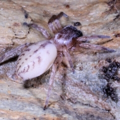 Clubiona sp. (genus) at Moncrieff, ACT - 6 Jun 2022