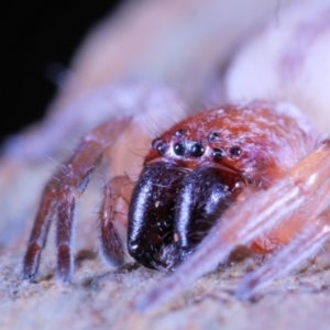 Clubiona sp. (genus) at Moncrieff, ACT - 6 Jun 2022