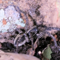 Unidentified Wolf spider (Lycosidae) at Moncrieff, ACT - 26 May 2022 by smithga