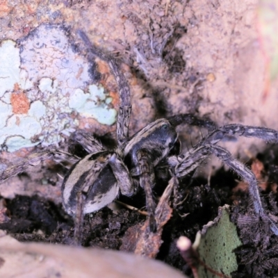 Unidentified Wolf spider (Lycosidae) at Moncrieff, ACT - 26 May 2022 by smithga