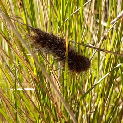 Anthela (genus) immature (Unidentified Anthelid Moth) at Namadgi National Park - 1 Apr 2024 by VanceLawrence