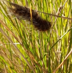 Anthela (genus) immature at Namadgi National Park - 1 Apr 2024