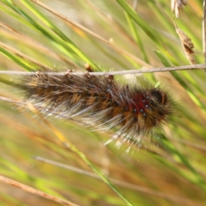 Anthela (genus) immature at Namadgi National Park - 1 Apr 2024