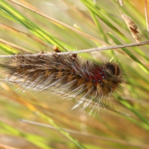 Anthela (genus) immature at Namadgi National Park - 1 Apr 2024