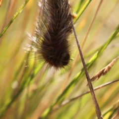 Anthela (genus) immature at Namadgi National Park - 1 Apr 2024