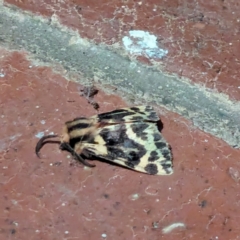 Ardices curvata (Crimson Tiger Moth) at Watson, ACT - 1 Apr 2024 by AniseStar