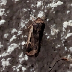 Proteuxoa tortisigna (Streaked Rictonis Moth) at Watson, ACT - 1 Apr 2024 by AniseStar