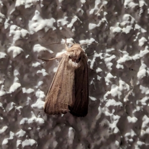 Leucania (genus) at Watson, ACT - 1 Apr 2024