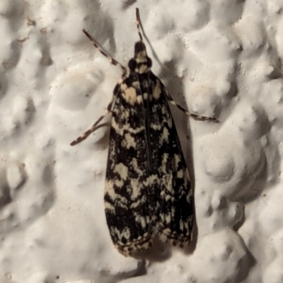 Scoparia exhibitalis (A Crambid moth) at Watson, ACT - 1 Apr 2024 by AniseStar
