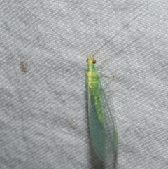 Apertochrysa edwardsi (A Green Lacewing) at Freshwater Creek, VIC - 11 Feb 2024 by WendyEM