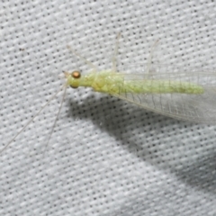 Chrysopidae (family) at WendyM's farm at Freshwater Ck. - 11 Feb 2024 by WendyEM