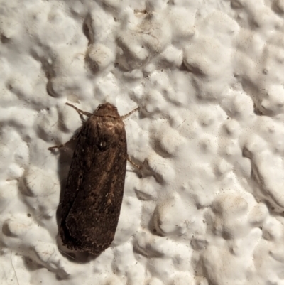 Athetis tenuis (Plain Tenuis Moth) at Watson, ACT - 1 Apr 2024 by AniseStar