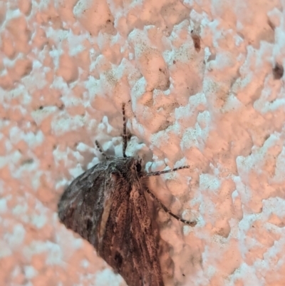 Chlenias nodosus (A geometer moth) at Watson, ACT - 1 Apr 2024 by AniseStar