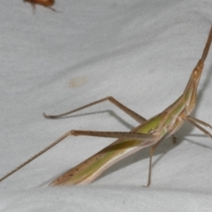 Acrida conica (Giant green slantface) at Freshwater Creek, VIC - 11 Feb 2024 by WendyEM