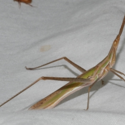 Acrida conica (Giant green slantface) at WendyM's farm at Freshwater Ck. - 11 Feb 2024 by WendyEM