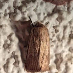 Unidentified Noctuoid moth (except Arctiinae) at Watson, ACT - 1 Apr 2024 by AniseStar