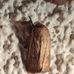 Leucania uda (A Noctuid moth) at Watson, ACT - 1 Apr 2024 by AniseStar