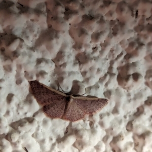 Idaea costaria at Watson, ACT - 1 Apr 2024