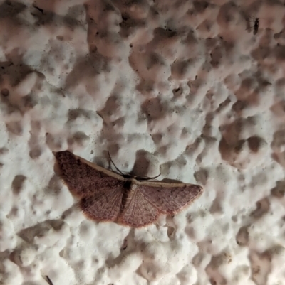 Idaea costaria (White-edged Wave) at Watson, ACT - 1 Apr 2024 by AniseStar