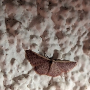 Idaea costaria at Watson, ACT - 1 Apr 2024