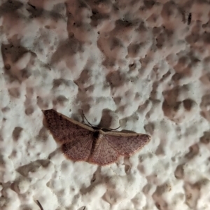 Idaea costaria at Watson, ACT - suppressed