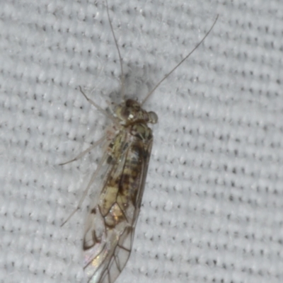 Psocodea 'Psocoptera' sp. (order) (Unidentified plant louse) at Freshwater Creek, VIC - 12 Feb 2024 by WendyEM