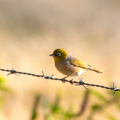 Zosterops lateralis (Silvereye) at Wingecarribee Local Government Area - 27 Mar 2024 by Aussiegall