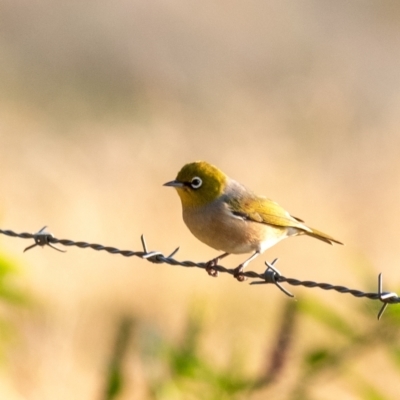 Zosterops lateralis (Silvereye) at Wingello, NSW - 27 Mar 2024 by Aussiegall
