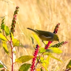 Zosterops lateralis at Wingecarribee Local Government Area - 27 Mar 2024