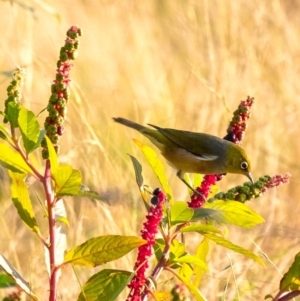 Zosterops lateralis at Wingecarribee Local Government Area - 27 Mar 2024