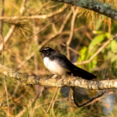 Rhipidura leucophrys (Willie Wagtail) at Wingello, NSW - 27 Mar 2024 by Aussiegall