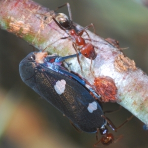 Eurymela distincta at Mount Taylor - 31 Mar 2024