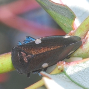 Eurymela distincta at Mount Taylor - 31 Mar 2024