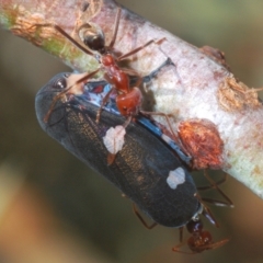 Eurymela distincta at Mount Taylor - 31 Mar 2024