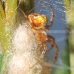 Araneinae (subfamily) (Orb weaver) at Bruce, ACT - 30 Mar 2024 by Harrisi