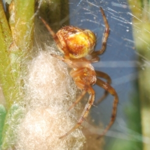 Araneinae (subfamily) at Black Mountain - 30 Mar 2024