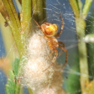 Araneinae (subfamily) at Black Mountain - 30 Mar 2024