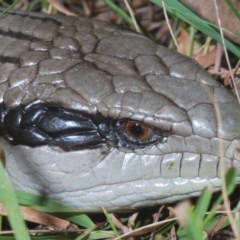 Tiliqua scincoides scincoides (Eastern Blue-tongue) at The Fair, Watson - 31 Mar 2024 by Harrisi