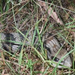 Tiliqua scincoides scincoides at Mount Majura - 31 Mar 2024 03:47 PM