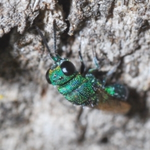 Chrysididae (family) at The Fair, Watson - 31 Mar 2024 04:10 PM