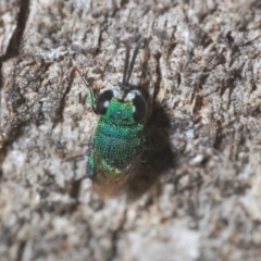 Chrysididae (family) at The Fair, Watson - 31 Mar 2024