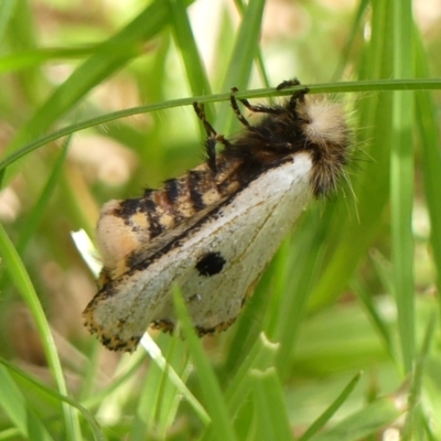 Epicoma melanospila (Black Spot Moth) at Braemar - 29 Mar 2024 by Curiosity