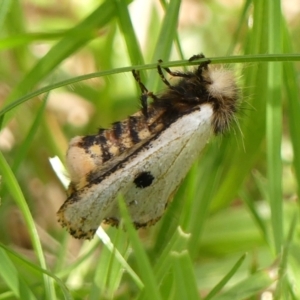 Epicoma melanospila (Black Spot Moth) at Wingecarribee Local Government Area by Curiosity