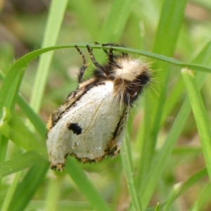 Epicoma melanospila at Wingecarribee Local Government Area - 29 Mar 2024