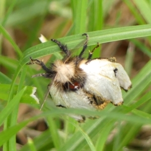 Epicoma melanospila at Wingecarribee Local Government Area - 29 Mar 2024